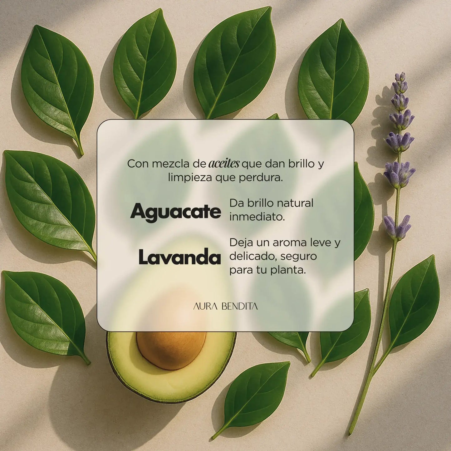 Abrillantador Plantas | Leaf Shiner - Aura Bendita